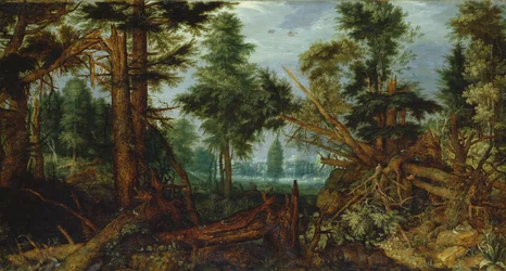 Woods after the Storm